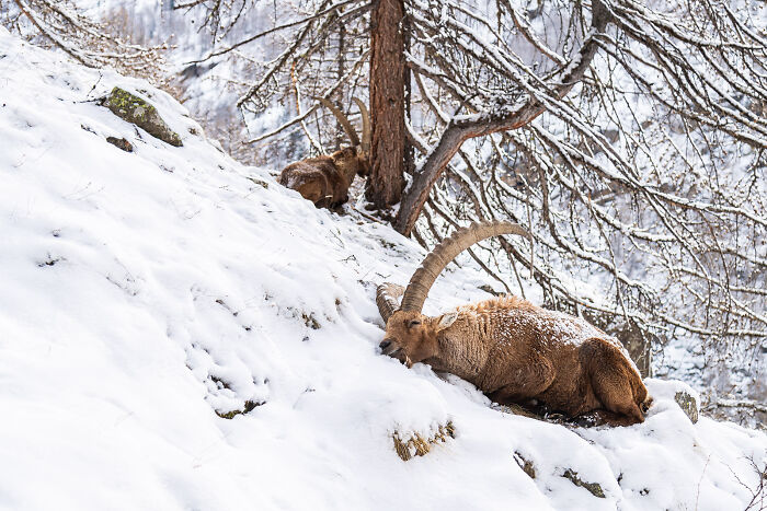 This Photographer Captures The Beauty Of Wildlife And Nature, And Here Are His 50 Best Shots