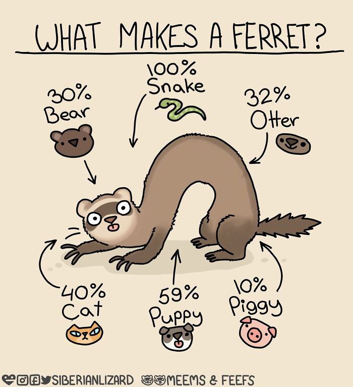 Siberian Girl Illustrates Her Daily Life With Two Ferrets And Other Funny Situations (50 New Pics)