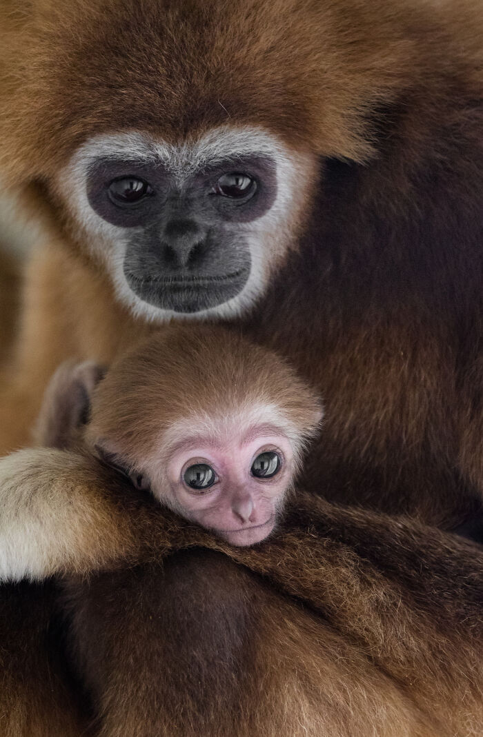 This Baby Gibbon Just Won The Internet With One Hug This Baby Gibbon Just Won The Internet With One Hug