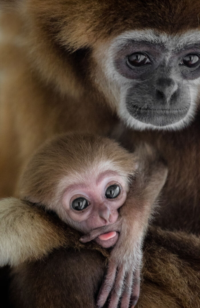 This Baby Gibbon Just Won The Internet With One Hug This Baby Gibbon Just Won The Internet With One Hug