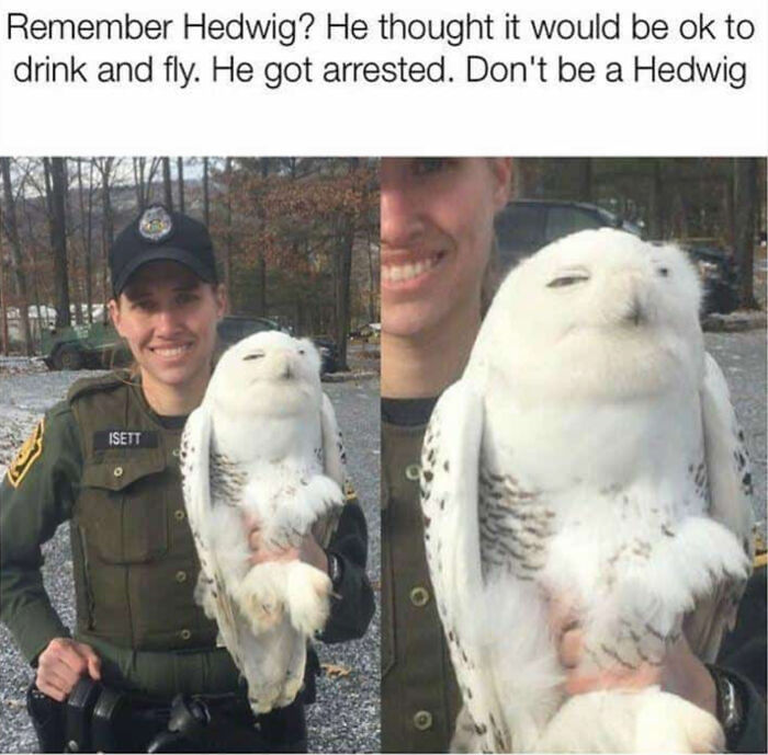 You Don’t Have To Be A Wizard To Laugh At These 38 Harry Potter Memes (New Pics)