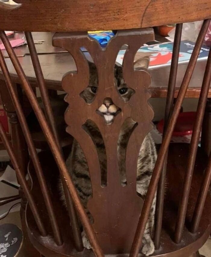 79 Pets Who Tried Hiding From Their Owners But Did A Ridiculously Bad Job (New Pics)