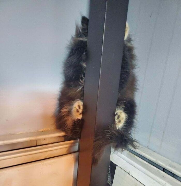 79 Pets Who Tried Hiding From Their Owners But Did A Ridiculously Bad Job (New Pics)