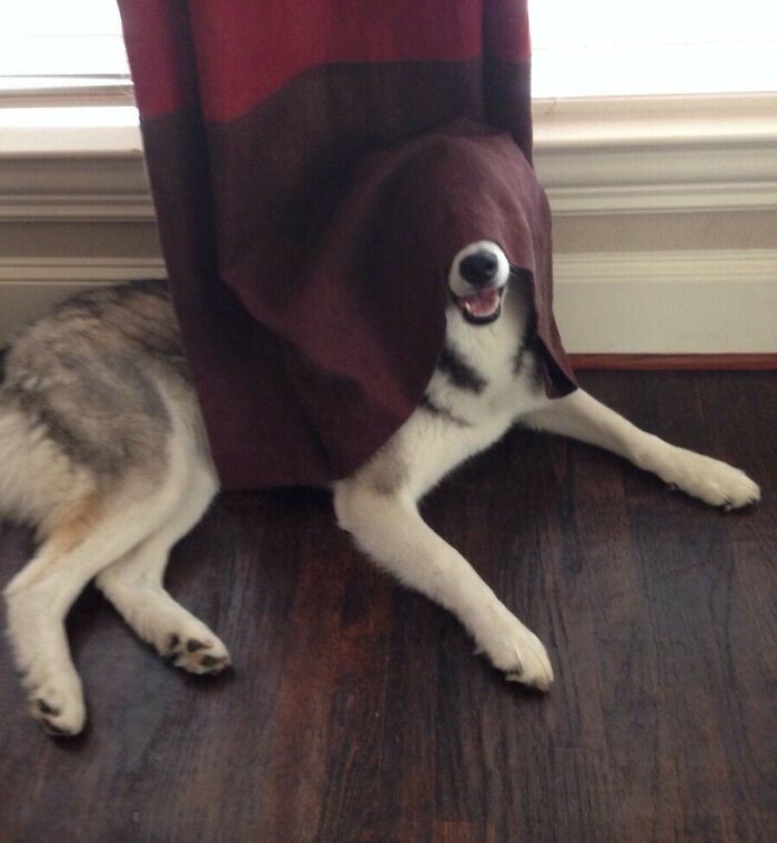 79 Pets Who Tried Hiding From Their Owners But Did A Ridiculously Bad Job (New Pics)