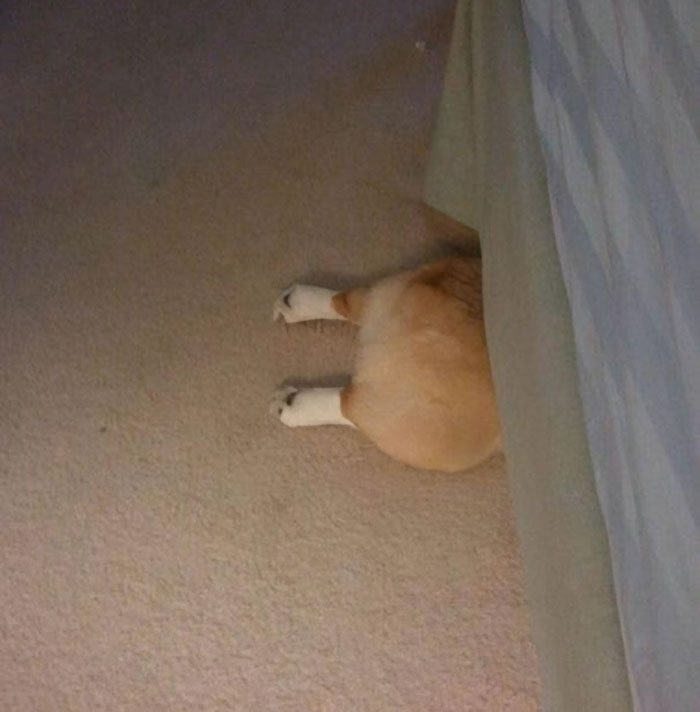 79 Pets Who Tried Hiding From Their Owners But Did A Ridiculously Bad Job (New Pics)