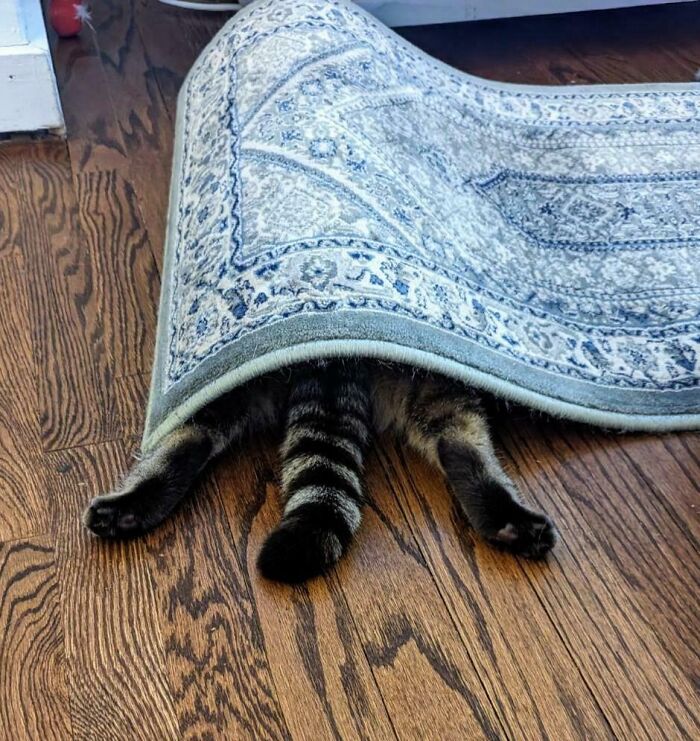 79 Pets Who Tried Hiding From Their Owners But Did A Ridiculously Bad Job (New Pics)