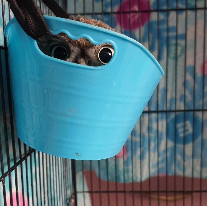 79 Pets Who Tried Hiding From Their Owners But Did A Ridiculously Bad Job (New Pics)