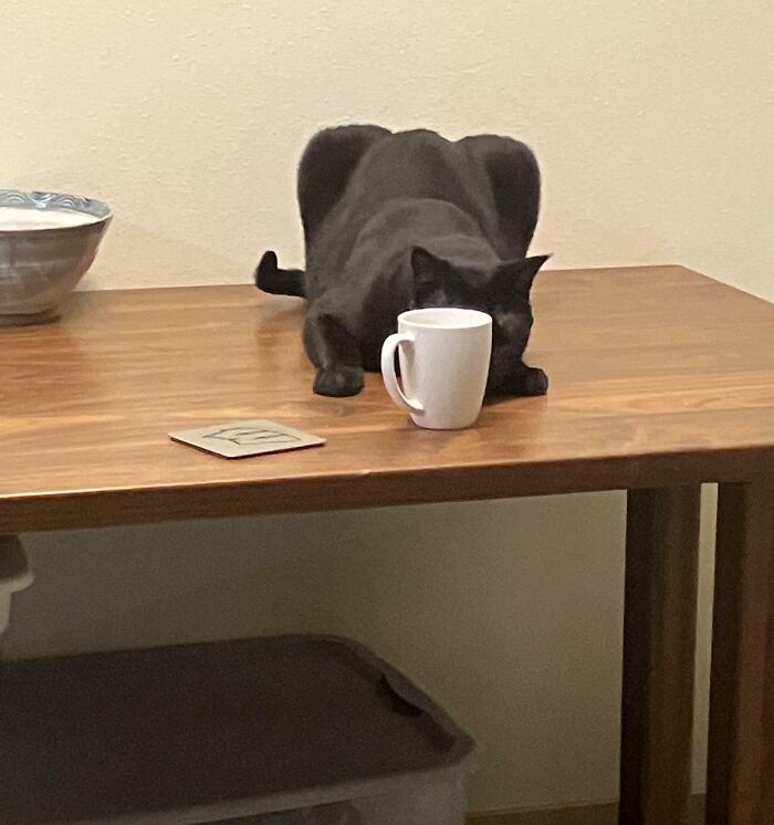 79 Pets Who Tried Hiding From Their Owners But Did A Ridiculously Bad Job (New Pics)