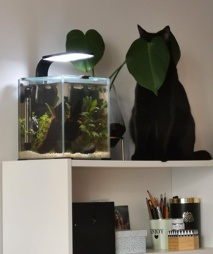 79 Pets Who Tried Hiding From Their Owners But Did A Ridiculously Bad Job (New Pics)