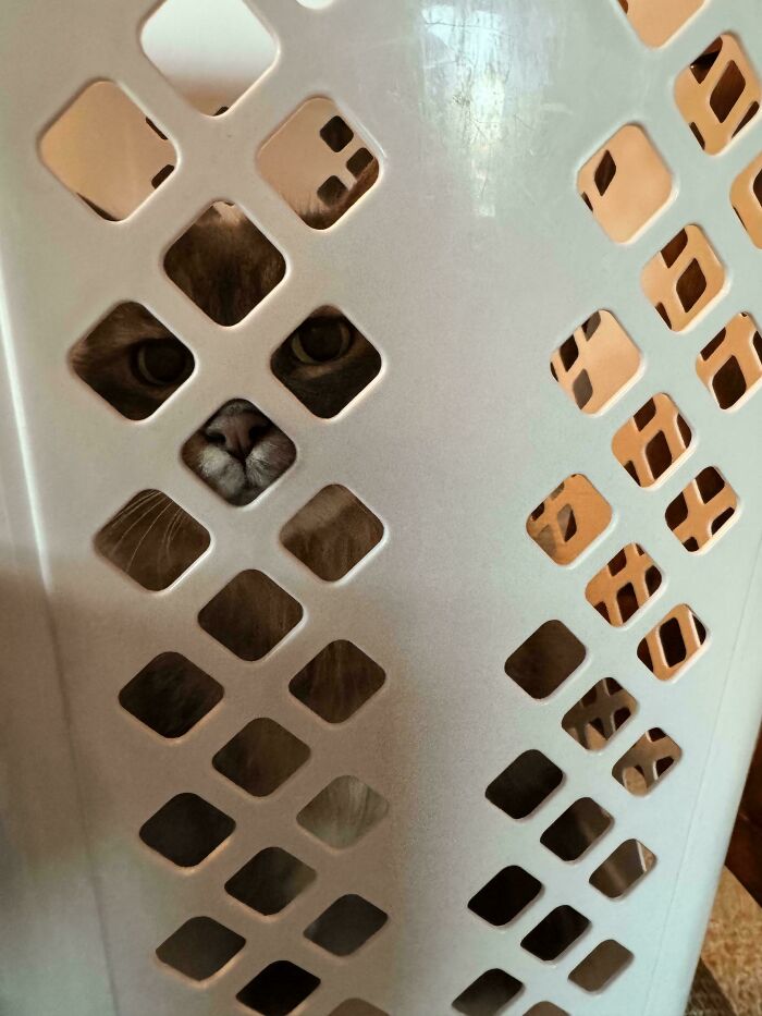 79 Pets Who Tried Hiding From Their Owners But Did A Ridiculously Bad Job (New Pics)