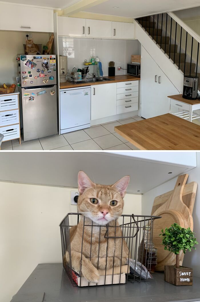 79 Pets Who Tried Hiding From Their Owners But Did A Ridiculously Bad Job (New Pics)