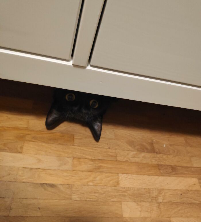 79 Pets Who Tried Hiding From Their Owners But Did A Ridiculously Bad Job (New Pics)