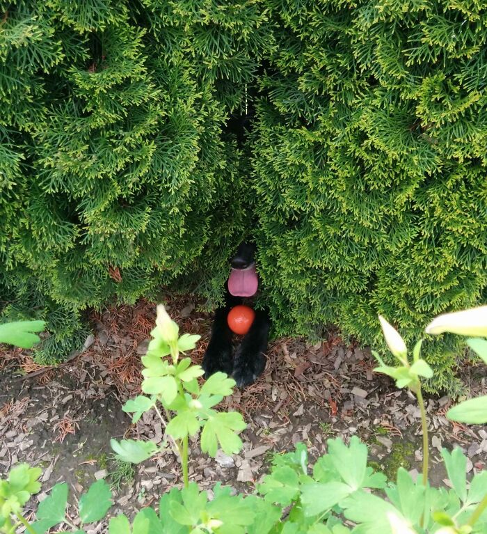 79 Pets Who Tried Hiding From Their Owners But Did A Ridiculously Bad Job (New Pics)
