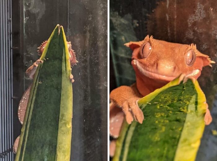79 Pets Who Tried Hiding From Their Owners But Did A Ridiculously Bad Job (New Pics)