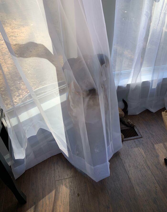 79 Pets Who Tried Hiding From Their Owners But Did A Ridiculously Bad Job (New Pics)