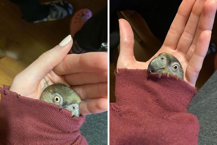 79 Pets Who Tried Hiding From Their Owners But Did A Ridiculously Bad Job (New Pics)