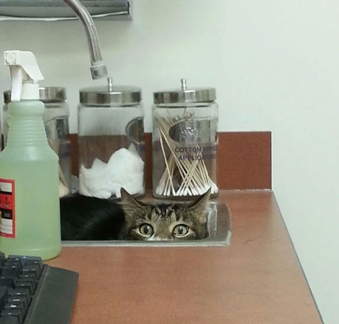 79 Pets Who Tried Hiding From Their Owners But Did A Ridiculously Bad Job (New Pics)
