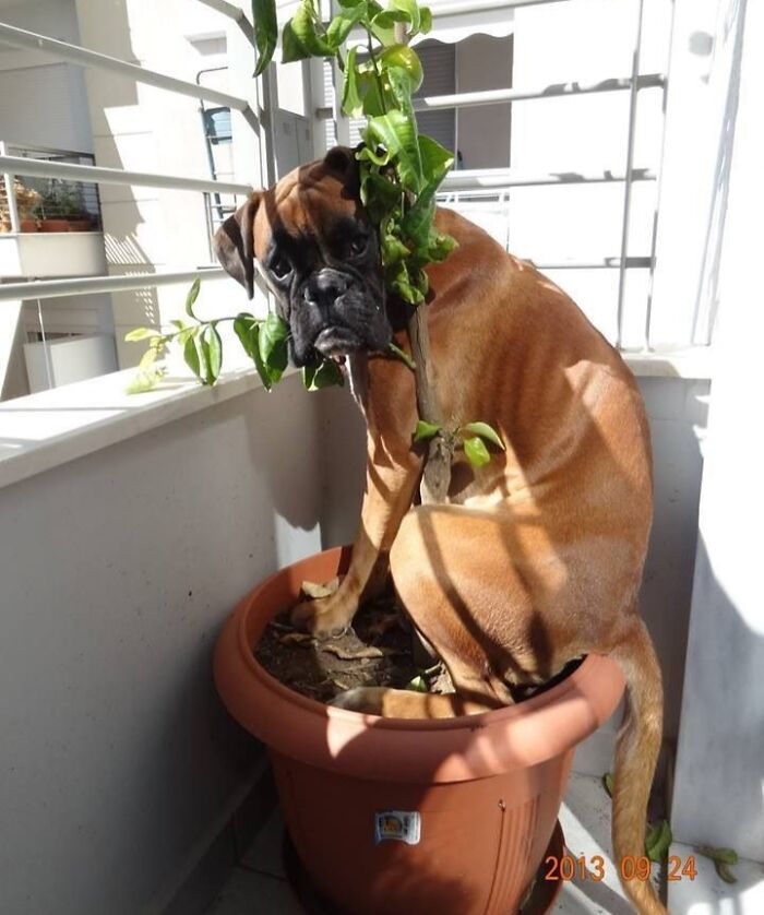 79 Pets Who Tried Hiding From Their Owners But Did A Ridiculously Bad Job (New Pics)