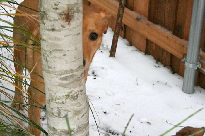79 Pets Who Tried Hiding From Their Owners But Did A Ridiculously Bad Job (New Pics)