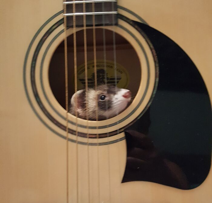 79 Pets Who Tried Hiding From Their Owners But Did A Ridiculously Bad Job (New Pics)