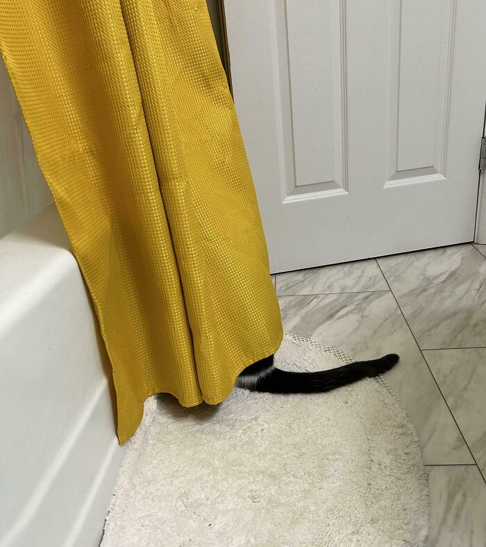 79 Pets Who Tried Hiding From Their Owners But Did A Ridiculously Bad Job (New Pics)