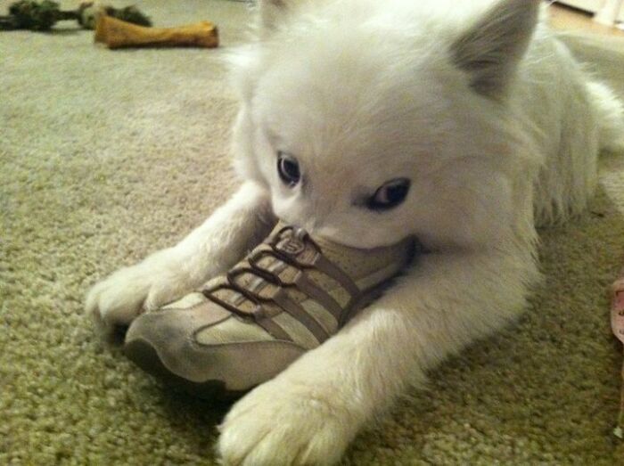 79 Pets Who Tried Hiding From Their Owners But Did A Ridiculously Bad Job (New Pics)