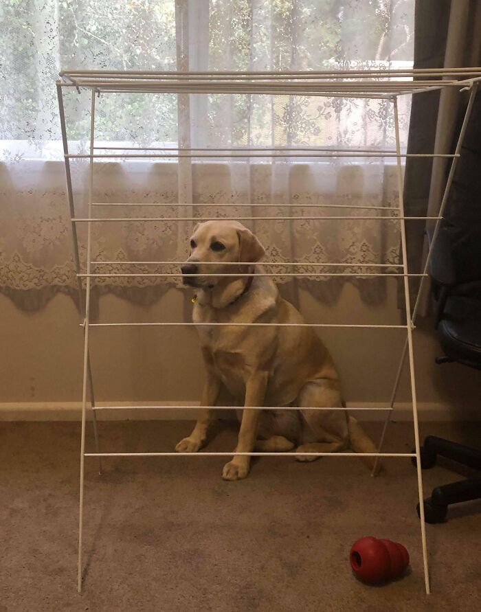 79 Pets Who Tried Hiding From Their Owners But Did A Ridiculously Bad Job (New Pics)