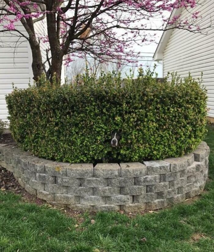 79 Pets Who Tried Hiding From Their Owners But Did A Ridiculously Bad Job (New Pics)