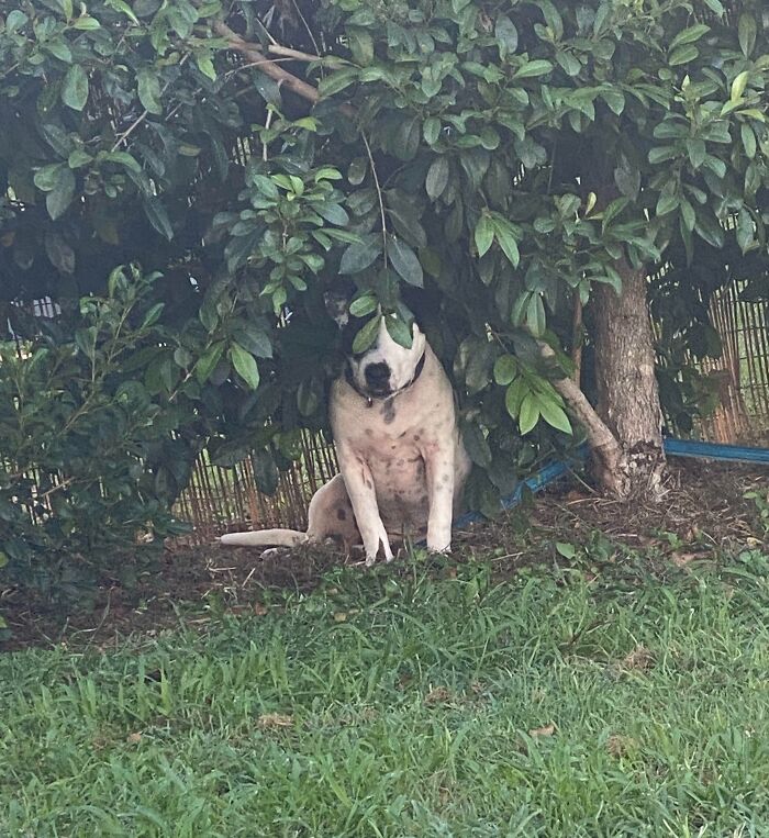 79 Pets Who Tried Hiding From Their Owners But Did A Ridiculously Bad Job (New Pics)