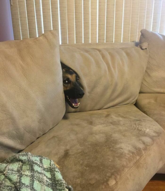 79 Pets Who Tried Hiding From Their Owners But Did A Ridiculously Bad Job (New Pics)