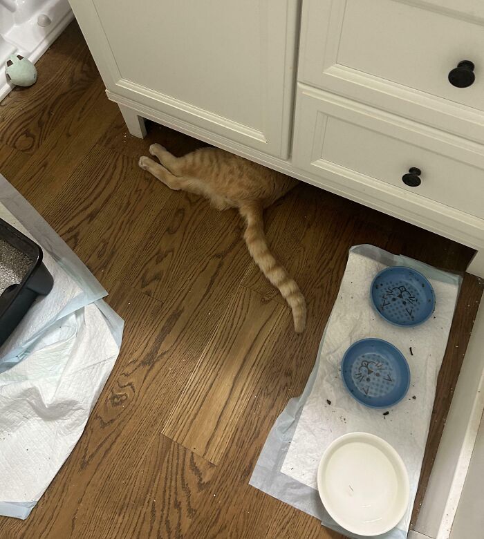 79 Pets Who Tried Hiding From Their Owners But Did A Ridiculously Bad Job (New Pics)