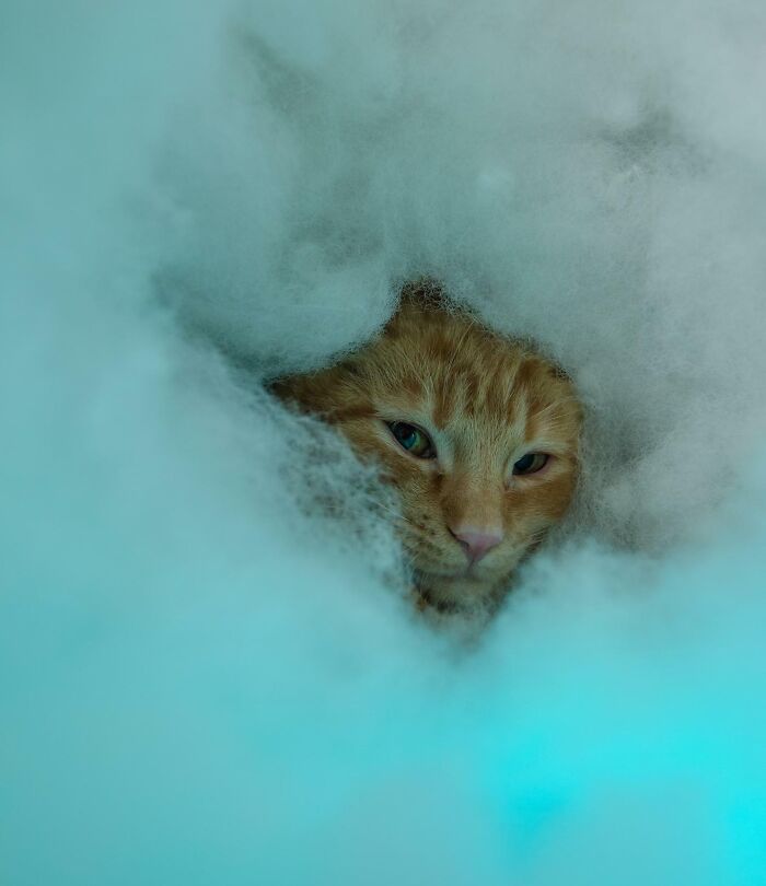 79 Pets Who Tried Hiding From Their Owners But Did A Ridiculously Bad Job (New Pics)