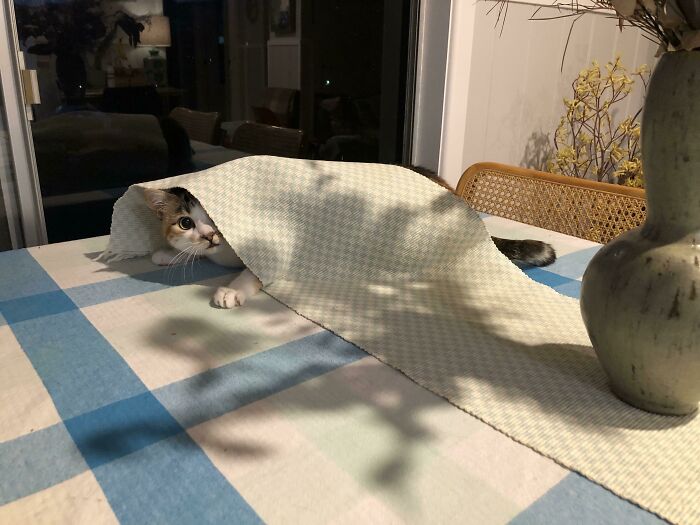 79 Pets Who Tried Hiding From Their Owners But Did A Ridiculously Bad Job (New Pics)