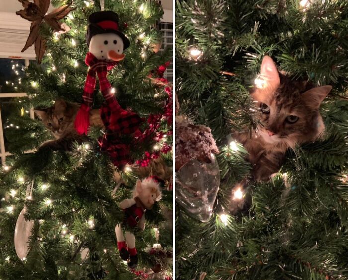 79 Pets Who Tried Hiding From Their Owners But Did A Ridiculously Bad Job (New Pics)