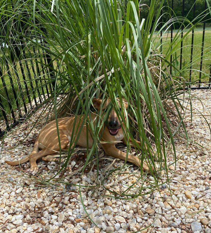 79 Pets Who Tried Hiding From Their Owners But Did A Ridiculously Bad Job (New Pics)