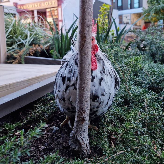 79 Pets Who Tried Hiding From Their Owners But Did A Ridiculously Bad Job (New Pics)