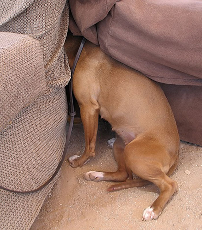 79 Pets Who Tried Hiding From Their Owners But Did A Ridiculously Bad Job (New Pics)