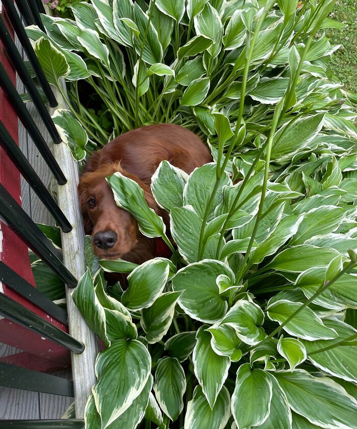 79 Pets Who Tried Hiding From Their Owners But Did A Ridiculously Bad Job (New Pics)