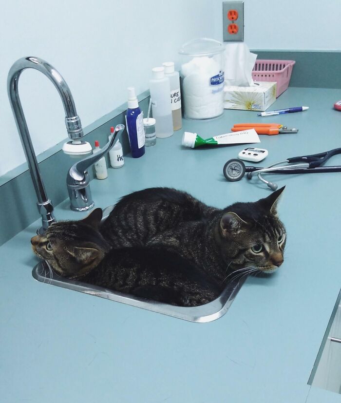 79 Pets Who Tried Hiding From Their Owners But Did A Ridiculously Bad Job (New Pics)