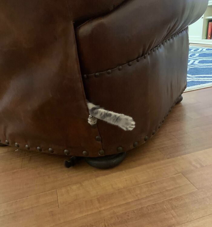 79 Pets Who Tried Hiding From Their Owners But Did A Ridiculously Bad Job (New Pics)