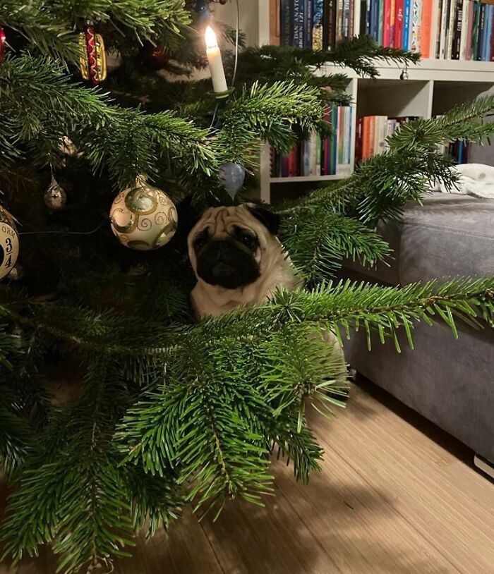 79 Pets Who Tried Hiding From Their Owners But Did A Ridiculously Bad Job (New Pics)