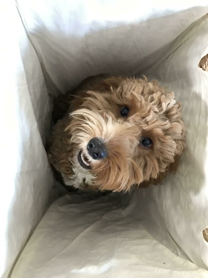 79 Pets Who Tried Hiding From Their Owners But Did A Ridiculously Bad Job (New Pics)