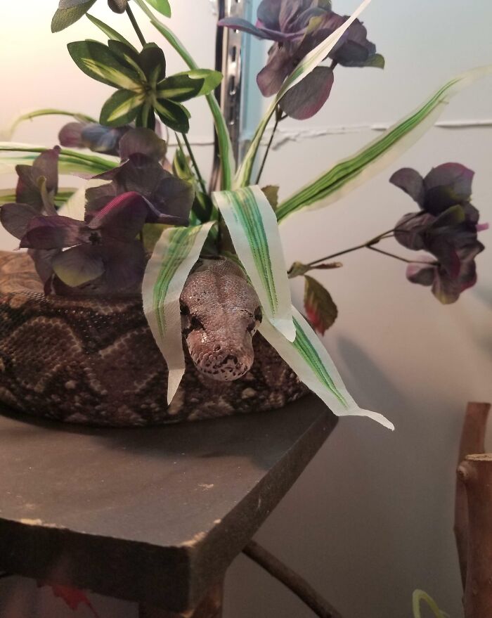 79 Pets Who Tried Hiding From Their Owners But Did A Ridiculously Bad Job (New Pics)