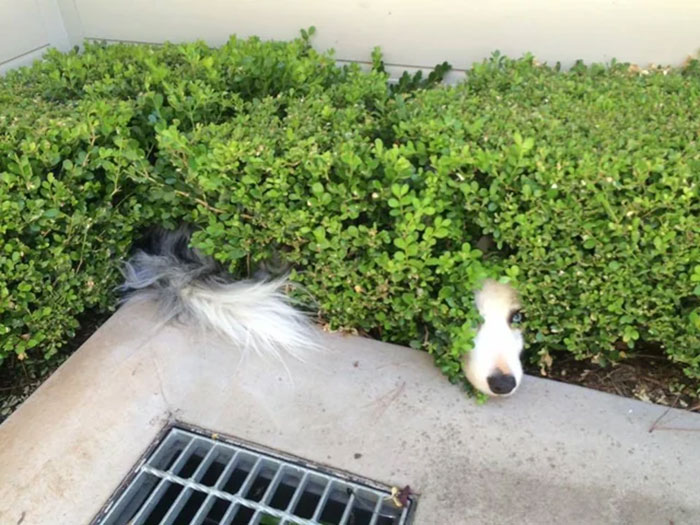79 Pets Who Tried Hiding From Their Owners But Did A Ridiculously Bad Job (New Pics)