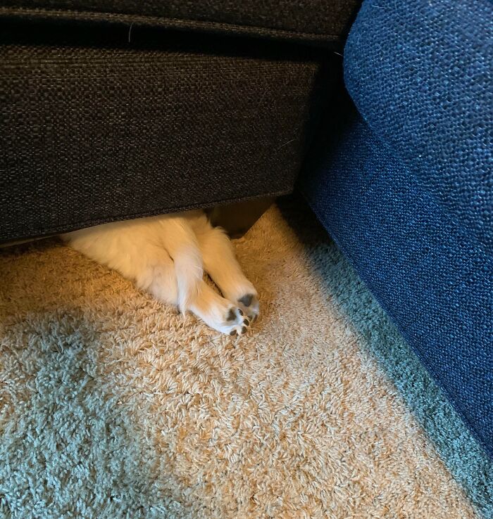 79 Pets Who Tried Hiding From Their Owners But Did A Ridiculously Bad Job (New Pics)
