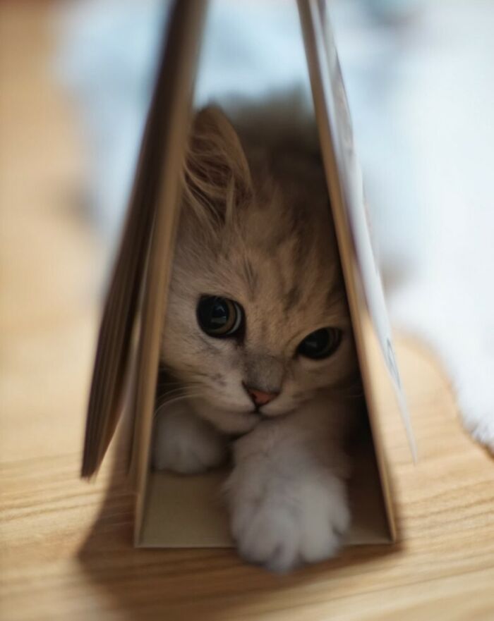 79 Pets Who Tried Hiding From Their Owners But Did A Ridiculously Bad Job (New Pics)