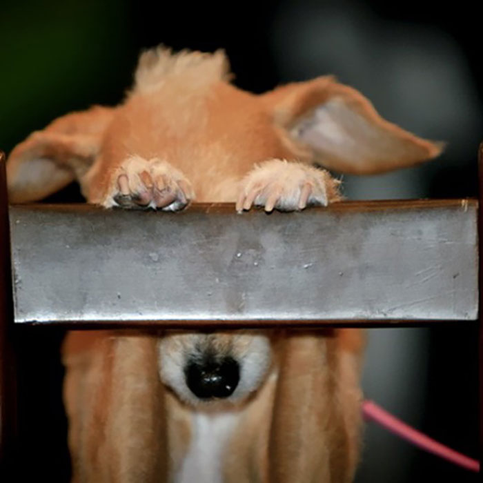 79 Pets Who Tried Hiding From Their Owners But Did A Ridiculously Bad Job (New Pics)