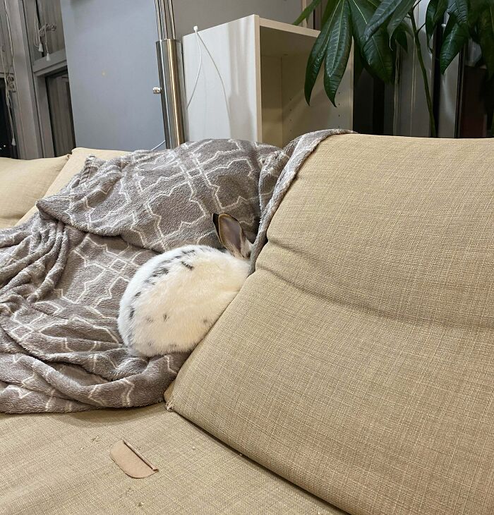 79 Pets Who Tried Hiding From Their Owners But Did A Ridiculously Bad Job (New Pics)