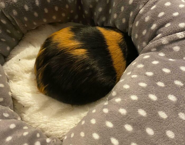 79 Pets Who Tried Hiding From Their Owners But Did A Ridiculously Bad Job (New Pics)