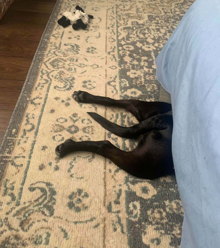 79 Pets Who Tried Hiding From Their Owners But Did A Ridiculously Bad Job (New Pics)